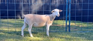 1X PREGNANT STUD WHITE DORPER EWE TOP B DORPERS