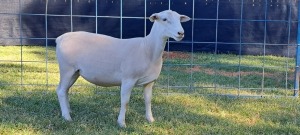 1X PREGNANT STUD WHITE DORPER EWE TOP B DORPERS