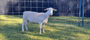 1X T5 WHITE DORPER EWE TOP B DORPERS