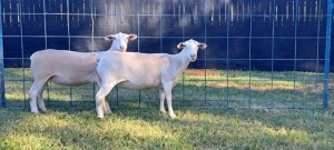 2X PREGNANT(1) STUD & T5 WHITE DORPER EWE TOP B DORPERS (Pay per Animal)