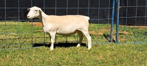 1X PREGNANT T5 WHITE DORPER EWE TOP B DORPERS