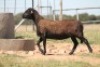 1X OOI/EWE RED RIBBON MEATMASTERS - 2