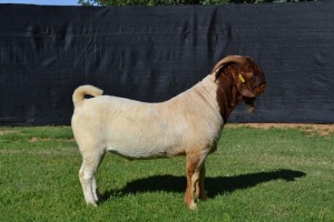 1X STUD BOER GOAT BUCK KARSTEN BOERBOKSTOET