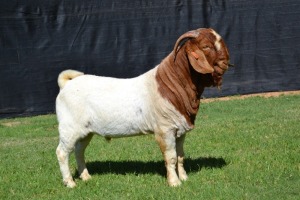 1X FLOCK BOER GOAT BUCK KARSTEN BOERBOEKSTOET