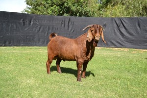 1X FLOCK on TEATS KALAHARI RED BUCK KARSTEN BOERBOKSTOET