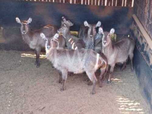 V/F: 5+4 T: 5+4 X Waterbok Elandskloof Wildsplaas (Per stuk om lot te neem/Per Piece to take lot)