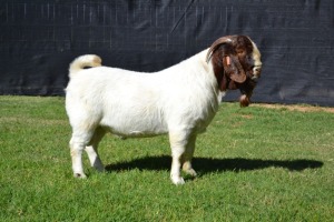 1X STUD BOER GOAT BUCK KARSTEN BOERBOKSTOET