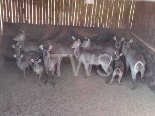V/F: 7+4 T: 7+4 X Waterbok Elandskloof Wildsplaas (Per stuk om lot te neem/Per Piece to take lot)