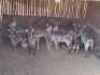V/F: 7+4 T: 7+4 X Waterbok Elandskloof Wildsplaas (Per stuk om lot te neem/Per Piece to take lot)