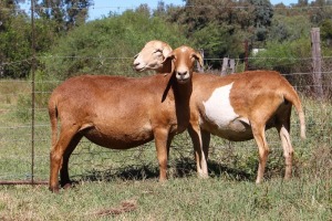 2X MEATMASTER OOI/EWE OLIVEBRANCH MEATMASTERS (Pay per animal)