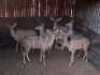 M 1 V/F: 5 T: 6 X Koedoe Elandskloof Wildsplaas (Per stuk om lot te neem/Per Piece to take lot)