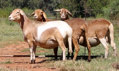 3+3X MEATMASTER OOI/EWE OLIVEBRANCH MEATMASTERS (Pay per animal)