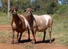 2X MEATMASTER OOI/EWE OLIVEBRANCH MEATMASTERS (Pay per animal)