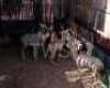 M 2 V/F: 5 T: 7 X Koedoe Elandskloof Wildsplaas (Per stuk om lot te neem/Per Piece to take lot)