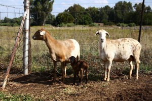 2X MEATMASTER OOI/EWE OLIVEBRANCH MEATMASTERS (Pay per animal)