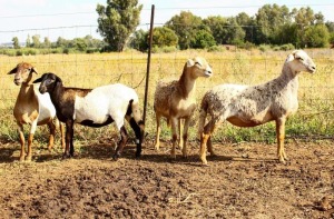 4X MEATMASTER OOI/EWE OLIVEBRANCH MEATMASTERS (Pay per animal)