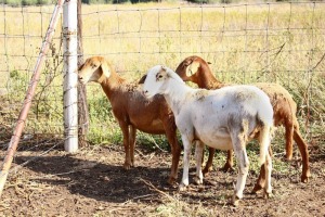 3X MEATMASTER OOI/EWE OLIVEBRANCH MEATMASTERS (Pay per animal)