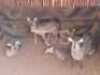 V/F: 5 T: 5 X Waterbok Elandskloof Wildsplaas (Per stuk om lot te neem/Per Piece to take lot)