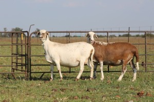 2X MEATMASTER OOI/EWE DIDYMUS MEATMASTERS (Pay per animal)