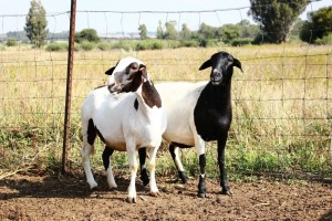 2X MEATMASTER OOI/EWE OLIVEBRANCH MEATMASTERS (Pay per animal)