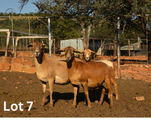 3X MEATMASTER OOI/EWE LAPFONTEIN MEATMASTERS (Pay per animal)