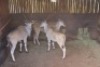 3X Eland M:3 Villa Lumardi (Per Piece to take the lot) - 2