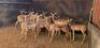24X Rooibok M:6 V/F:18 Shimba Hills Safaris 6 Penkoppe (Per Piece to take the lot) - 2