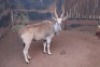 1X Eland M:1 Piere Jacobs (Per Piece to take the lot) - 2