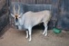 1X Eland M:1 Piere Jacobs (Per Piece to take the lot) - 2