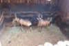 2X Rooihartbees M:2 Leeukraal Boerdery (Per Piece to take the lot) - 2