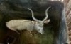 1X Koedoe M:1 Leeukraal Boerdery Jong Bul (Per Piece to take the lot) - 2
