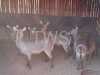 V/F: 4+4 T: 4+4 X Waterbok Elandskloof Wildsplaas (Per stuk om lot te neem/Per Piece to take lot)