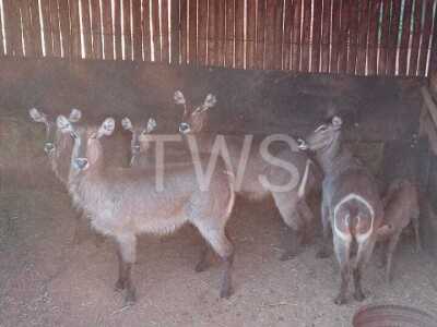 V/F: 4+4 T: 4+4 X Waterbok Elandskloof Wildsplaas (Per stuk om lot te neem/Per Piece to take lot)