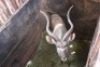1X Koedoe M:1 Leeukraal Boerdery 39" (Per Piece to take the lot) - 2