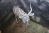 1X Koedoe M:1 Bosveld Vrede Boerdery (Per Piece to take the lot) - 2