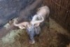 1X Blouwildebees M:1 Sekgweng Game Breeders 29 1/8" (Per Piece to take the lot) - 2