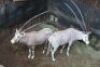 1X Goue Gemsbok M:1 V/F:0 Swa Zulu 3 jaar oud (Per Piece to take the lot) - 2