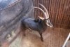 1X Sable M:1 Villa Lumardi 36" (Per Piece to take the lot) - 2
