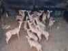 M 1 V/F: 9+8 T: 9+8 X Rooibokke Elandskloof Wildsplaas (Per stuk om lot te neem/Per Piece to take lot)