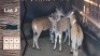 3X Eland M:1 V/F:2 Villa Lumardi (Per Piece to take the lot)