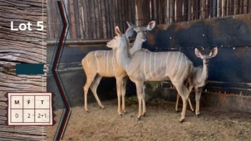 2+1X Koedoe V/F:2 Shimba Hills Safaris (Per Piece to take the lot)