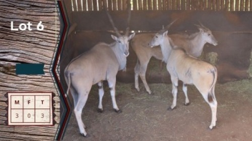 3X Eland M:3 Villa Lumardi (Per Piece to take the lot)
