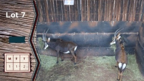 2X Sable M:1 V/F:1 Shimba Hills Safaris (Per Piece to take the lot)