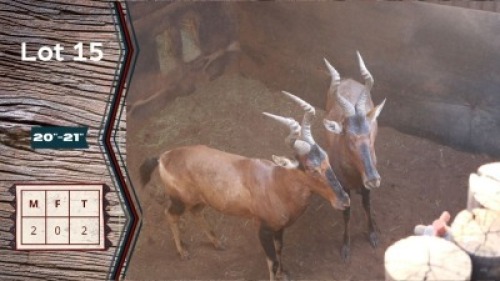 2X Rooihartbees M:2 Leeukraal Boerdery 20" - 21" (Per Piece to take the lot)