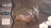 2X Rooihartbees M:2 Leeukraal Boerdery 20" - 21" (Per Piece to take the lot)