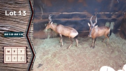 2X Rooihartbees M:2 Leeukraal Boerdery (Per Piece to take the lot)