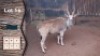 1X Eland M:1 Piere Jacobs (Per Piece to take the lot)