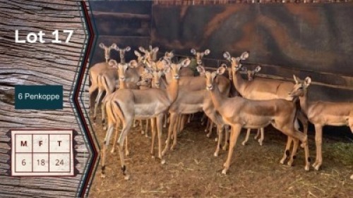 24X Rooibok M:6 V/F:18 Shimba Hills Safaris 6 Penkoppe (Per Piece to take the lot)