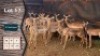 24X Rooibok M:6 V/F:18 Shimba Hills Safaris 6 Penkoppe (Per Piece to take the lot)