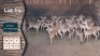 25+2X Rooibok M:8 V/F:17 Villa Lumardi 3 Knypkoppe 5 Penkoppe (Per Piece to take the lot)
